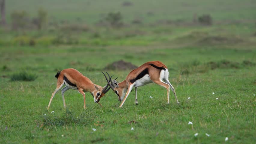 Powerful Wildlife Moment Capturing Thomson’s Gazelles Locking Horns