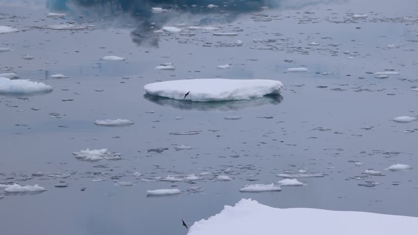 Wilsons storm petrel flying over icy waters of Antarctica. Tracking shot