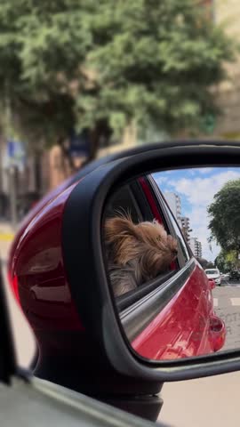 Little yorkshire pet enjoying a car ride