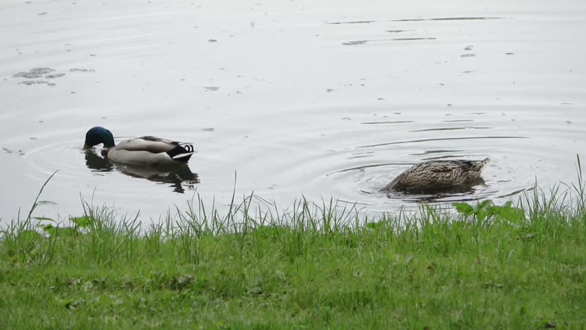 Male and female mallard ducks swimming and feeding together in a lake during a light rain