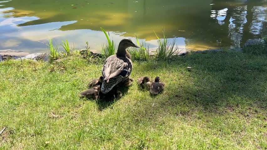 Mother duck with ducklings resting on grassy lakeside near calm water in natural park setting
