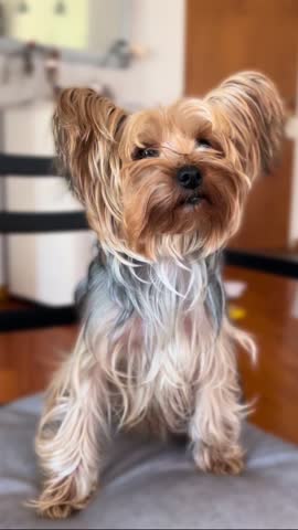 Pet yorkshire in a funny attitude shaking his head