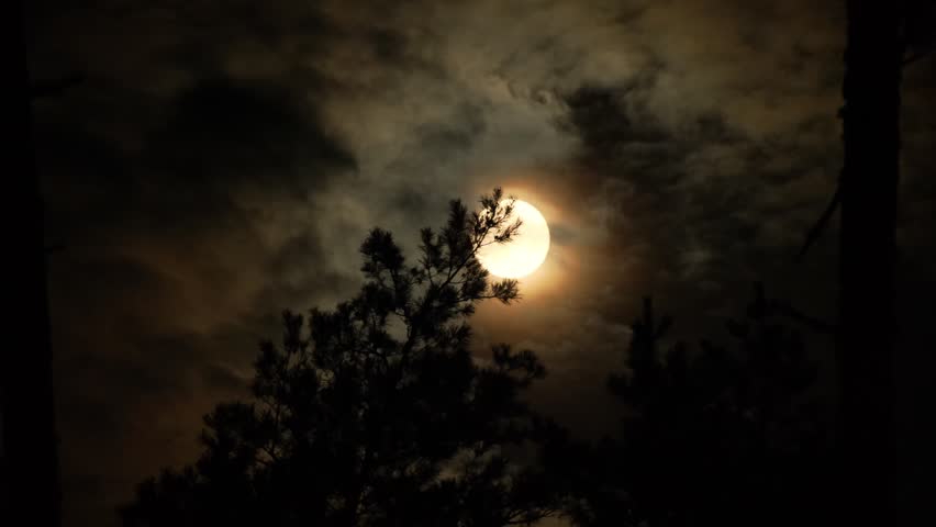 Dramatic Full Moon With Racing Clouds Over Dark Forest Night. Full Moon Behind Fast Moving Clouds And Swaying Pine Trees Timelapse