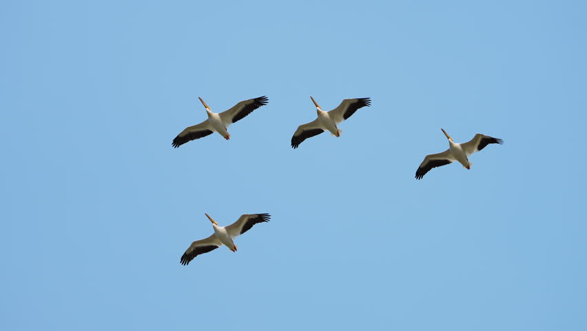 Pelicans flying through the sky overhead through Utah.