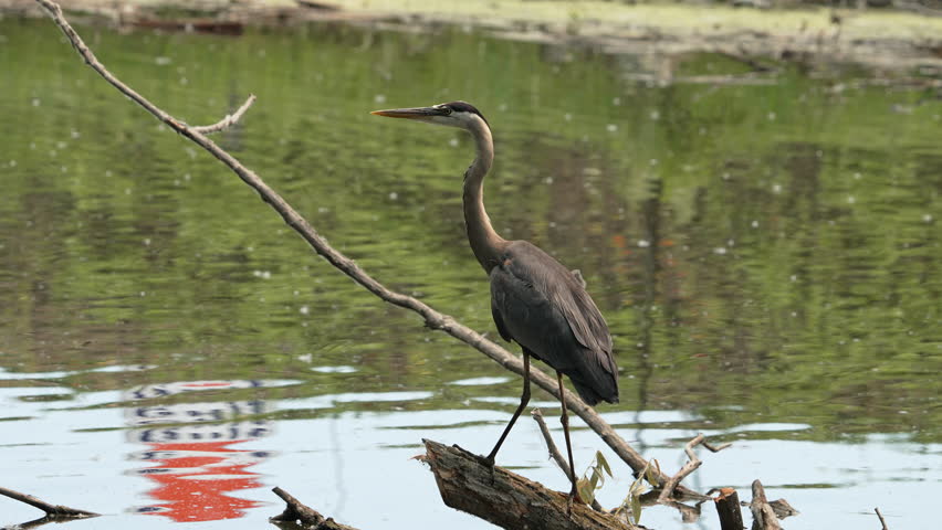 Great Blue Heron standing on log in the Provo River as the water ripples in slow motion.