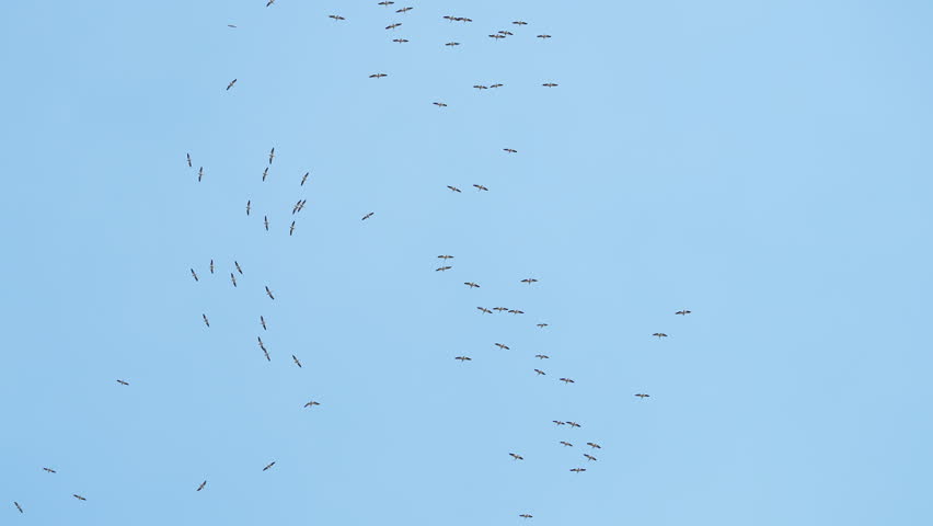 Flock of pelicans gliding high in the sky in Utah against a blue sky.