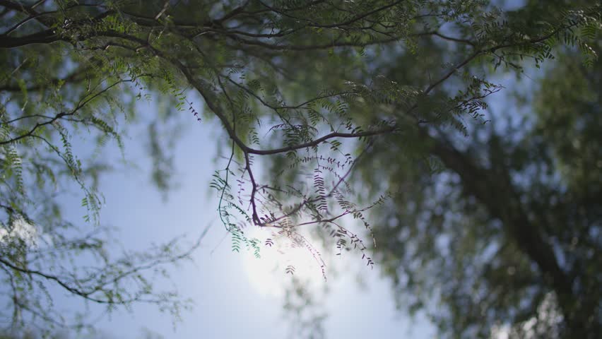 Sunlight filters through thin tree branches. Blue sky with scattered clouds appears in the background. Focused green leaves catch the morning light. Branches sway gently in the breeze