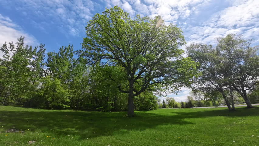 Sunlight filtering through the foliage of a large oak tree standing in a green grassy field, with blue skies and white clouds creating a peaceful summer landscape.