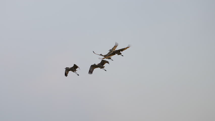 Sandhill Cranes flying through the sky over Utah in slow motion.