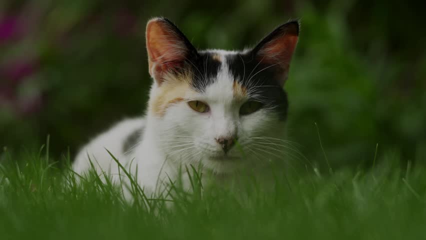 Watchful tricolor feline blending into lush lawn at Shanghai Yanzhong Square Park (4K25p)