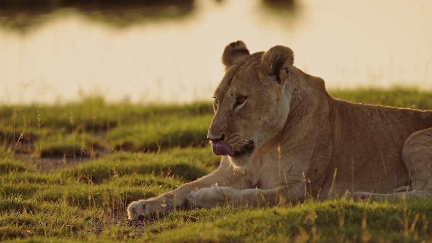 Slow Motion Lion Yawning at Sunset Showing Teeth in Serengeti in Africa, Lioness Doing Yawn, Lions Opening Mouth Open in Serengeti National Park in Beautiful Golden Orange Sunlight
