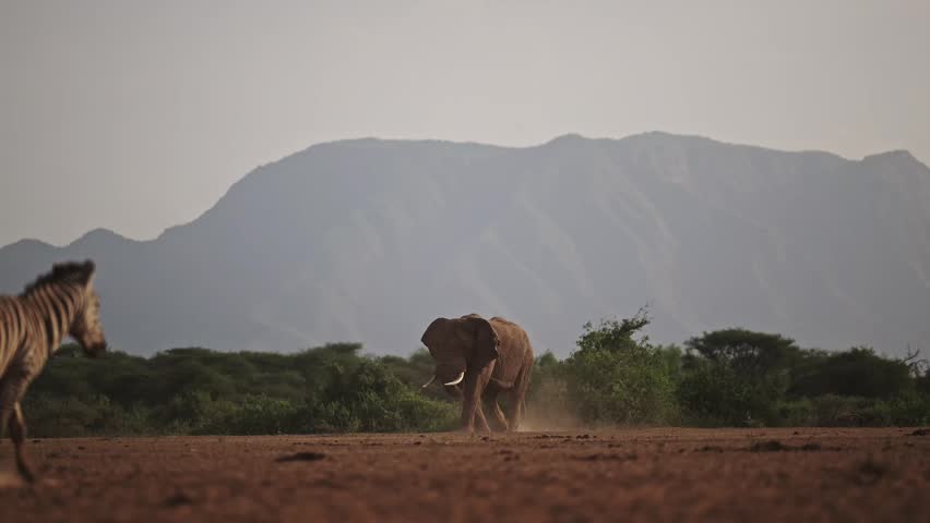 Elephant and Zebra Walking in Dusty Scene with Dry Season Dust, African Wildlife Safari Animals in Africa in the wild in natural habitat in Beautiful Landscape Scenery.
