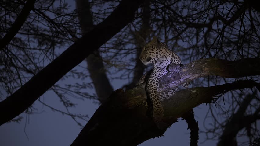 Leopard at Night in a Tree Lying on a Branch in a Forest, Predator on African Wildlife Safari in Kenya in the Dark, Africa Safari Animals.