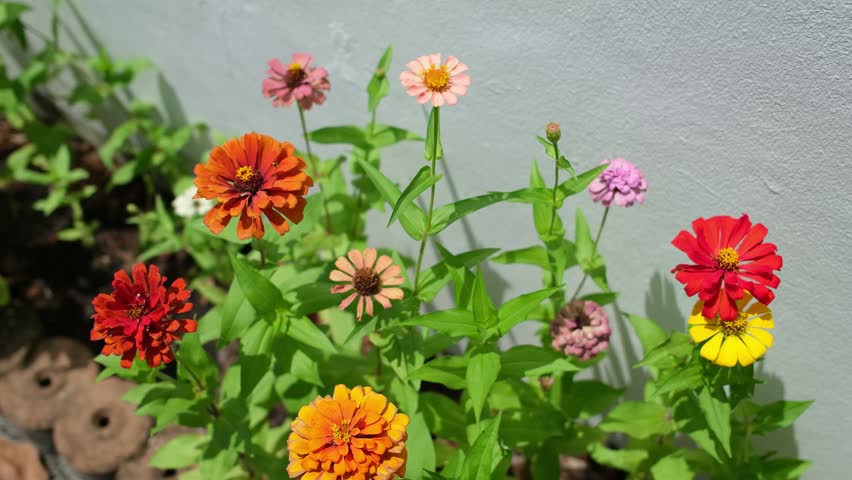 Flower Bed Viewed from Above Swaying in the Wind. Top view of a colorful flower bed filled with red, yellow, orange and pink blossoms moving gently in the breeze. The lush greenery and healthy plants create a vibrant gardening and landscaping scene. Suitable for garden services, plant care, landscaping and seasonal content.
