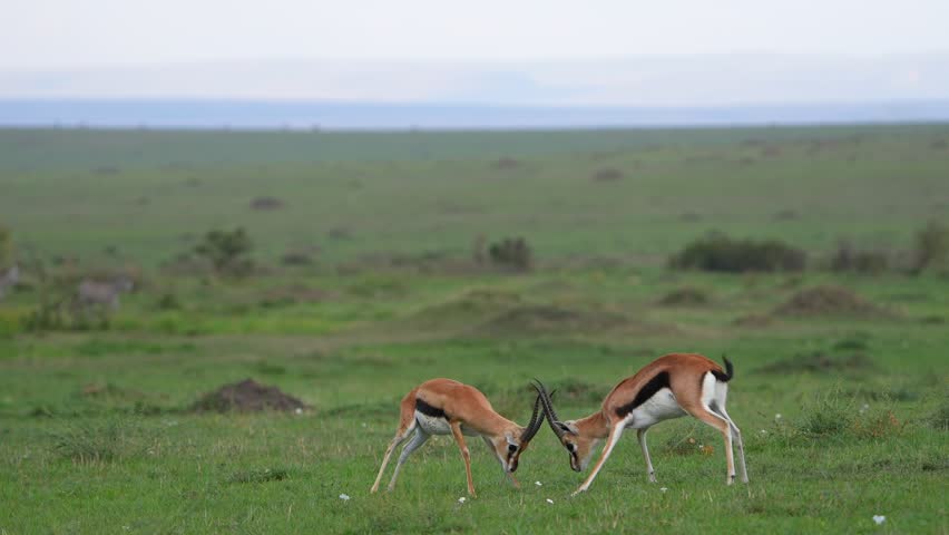 Two Thomson’s Gazelles Locking Horns in the Grasslands of Masai Mara, Kenya