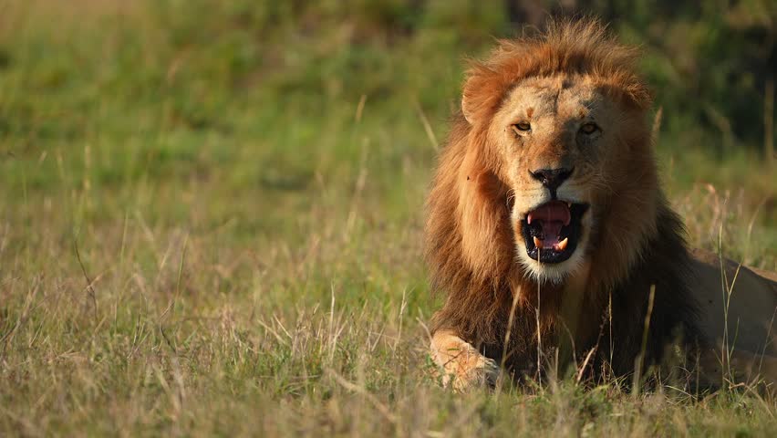 Relaxed African Lion Stretching and Yawning in Natural Habitat