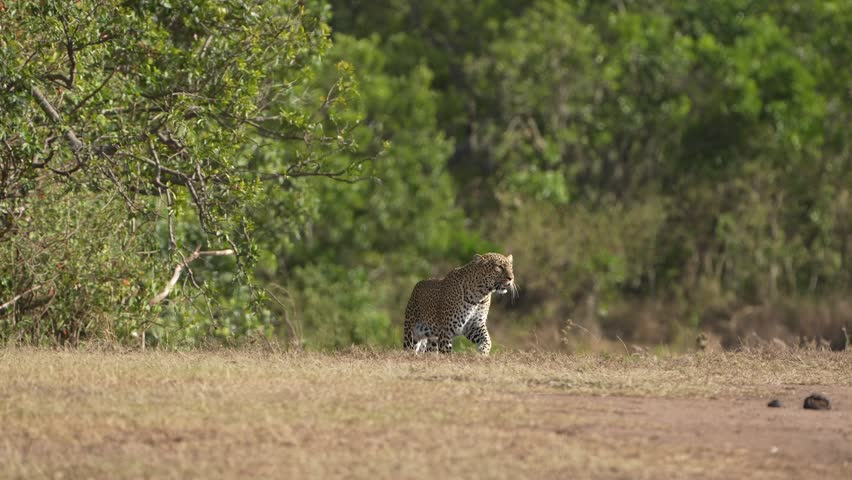 Majestic Leopard Standing Alert and Scanning the Surroundings in Masai Mara
