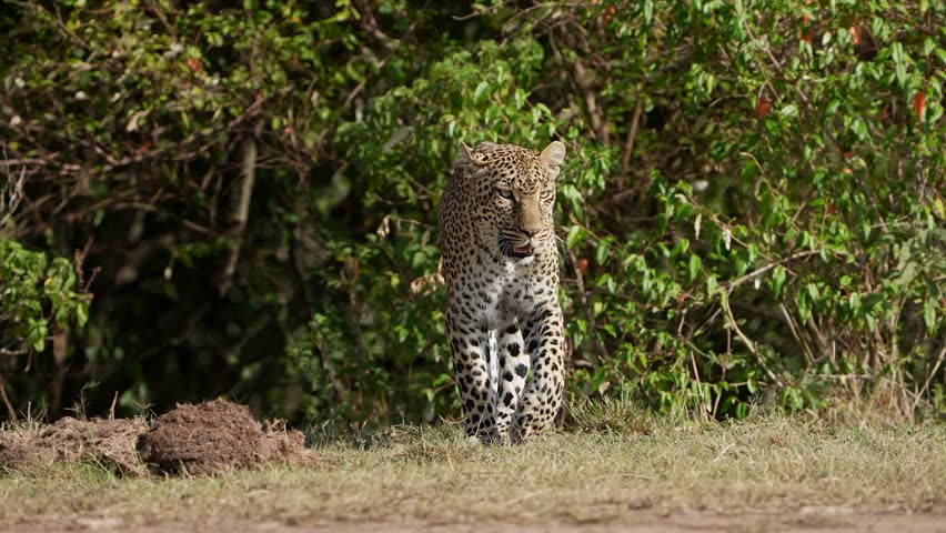 African Leopard Slowly Walking and Searching the Vast Plains in Golden Light