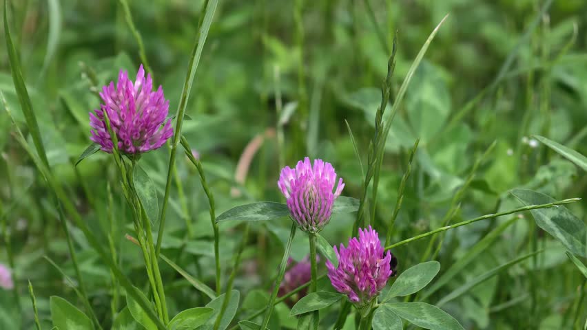Close up of a bumblebee on pink clover flowers