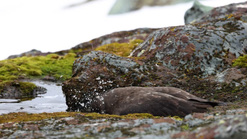 Close up of Brown Skua bathing, Antarctica. Handheld