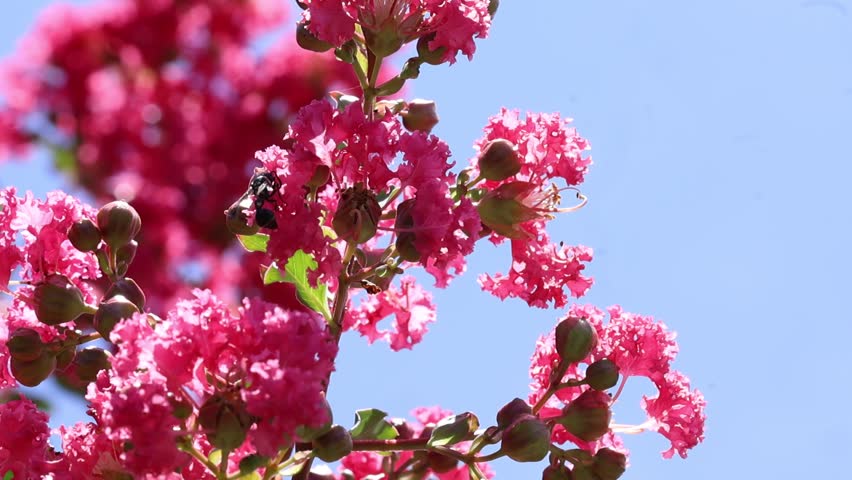 A Four-toothed Mason Wasp (Monobia quadridens) foraging on Crape Myrtle (Lagerstroemia indica) flowers, striking summer blooms, likely a cultivar like 