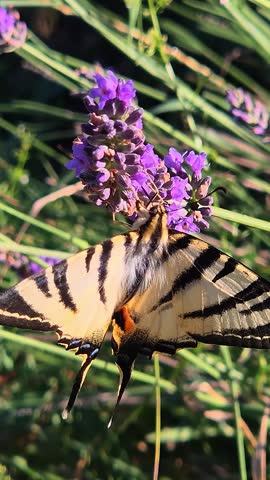 Close-up of a scarce swallowtail butterfly (Iphiclides podalirius) feeding on a lavender flower in a garden on a beautiful sunny summer day