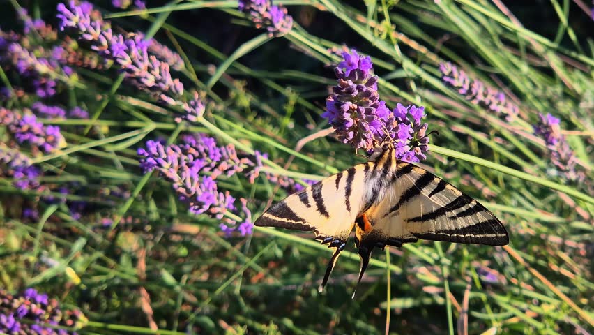 Close-up of a scarce swallowtail butterfly (Iphiclides podalirius) feeding on a lavender flower in a garden on a beautiful sunny summer day