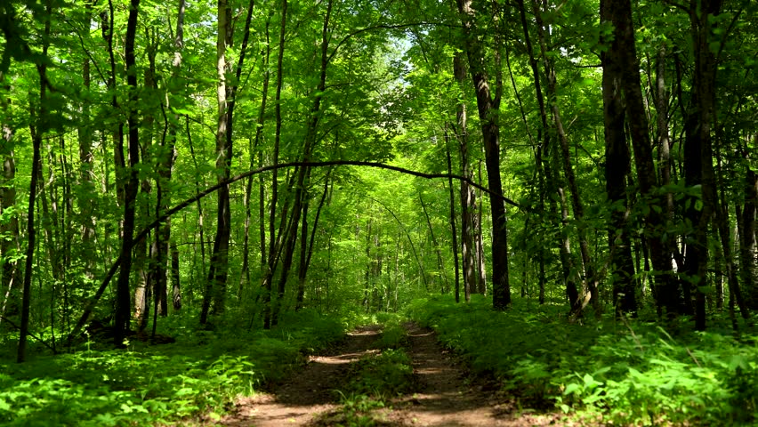 Forest Trail Beneath a Natural Branch Arch