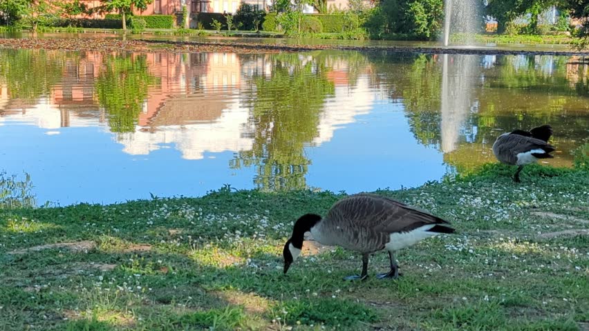 Canada Goose Grazing on Grass Along a Lakeshore on a Sunny Day	