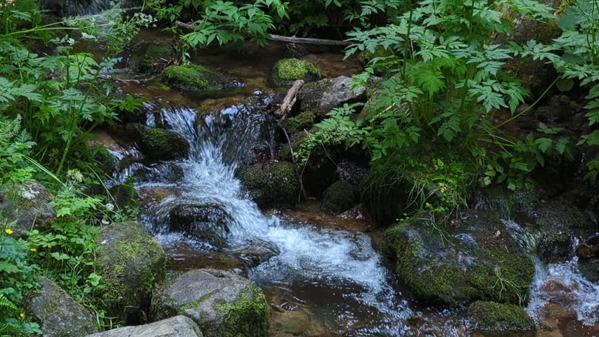 fast stream flows through the forest.
