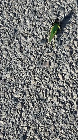 Sphex wasp dragging a paralyzed large green grasshopper across the asphalt pavement, macro wildlife scene in slow motion.