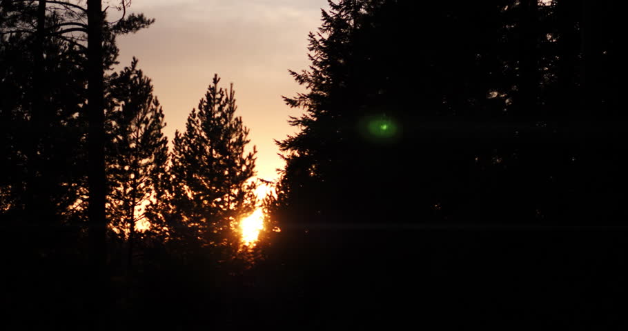 Sunset through pine forest silhouettes in mountain wilderness