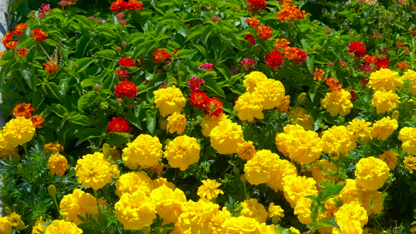 Bright yellow and red marigolds are blooming in the garden. Beautiful yellow and red marigolds create a colorful spectacle with beautiful butterflies