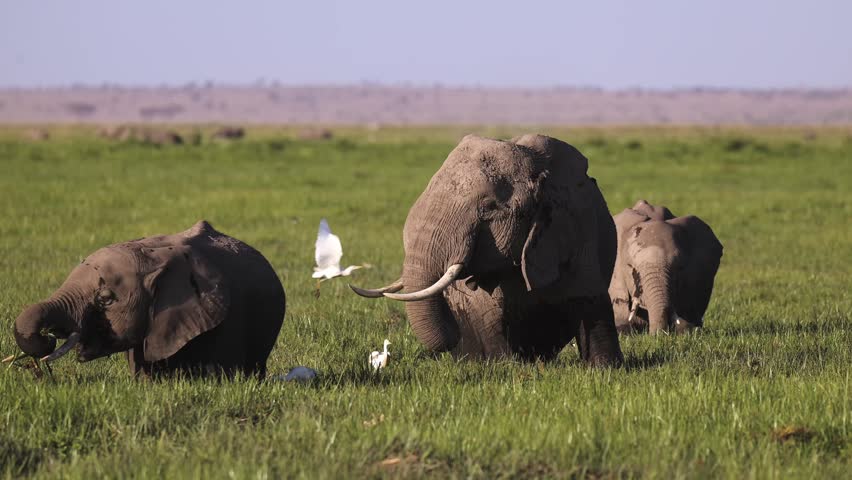 Elephants and Cattle Egret in the Marshes in Amboseli National Park, African Birds in Kenya on Wildlife Safari, Beautiful Nature and Animals in Amboseli National Park.