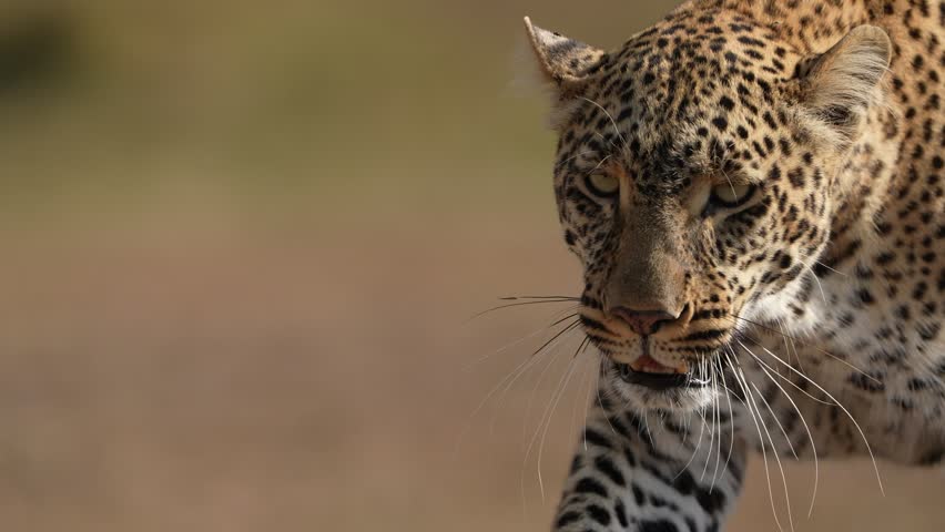 African Leopard Looking Directly Into the Camera in an Intense Close Up Wildlife Portrait