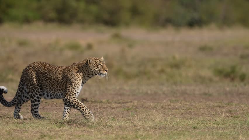 Magnificent African Leopard walking and Monitoring Its Surroundings in the Wild