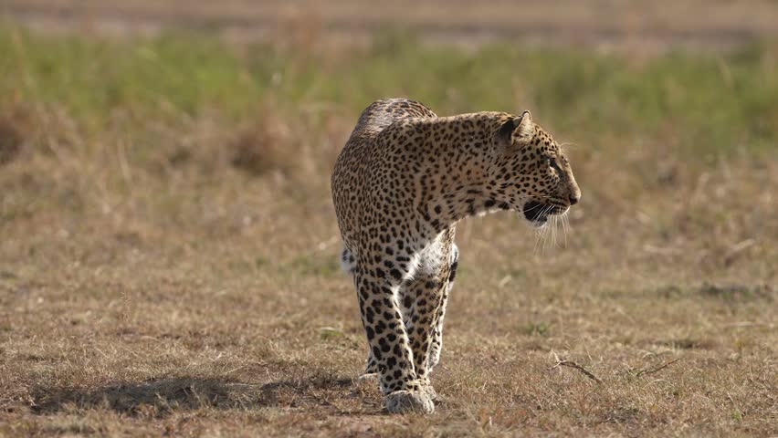 Elegant Leopard Roaming the Grasslands and Remaining Vigilant for Movement