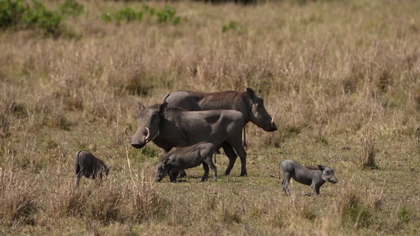 Warthog Family Grazing Together Across the Golden Grasslands of the African Savannah