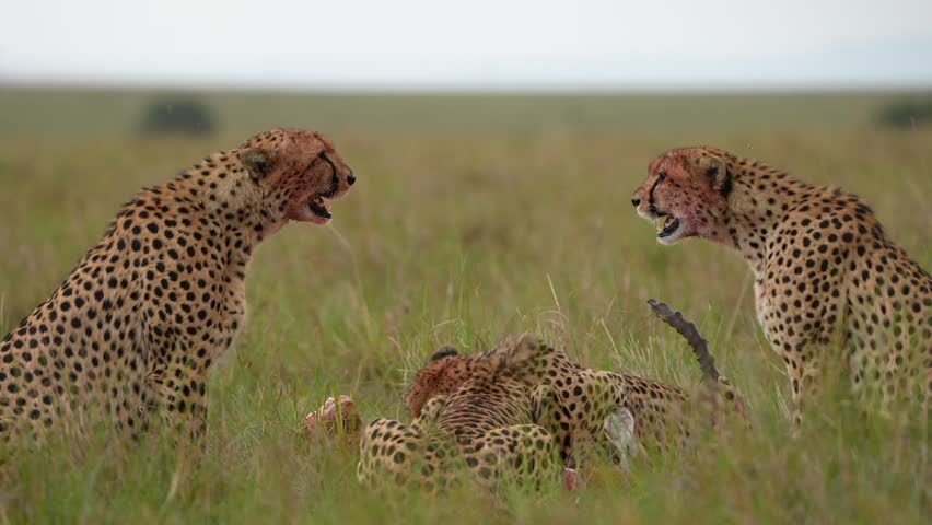 Cheetah Family Feeding on Fresh Prey While Two Alert Cheetahs Watch for Predators in African Savannah Grassland