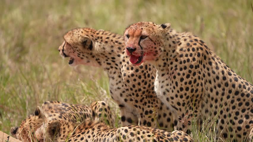 Closeup Nature Scene of Cheetah With Bloodied Muzzle and Intense Expression in Savannah