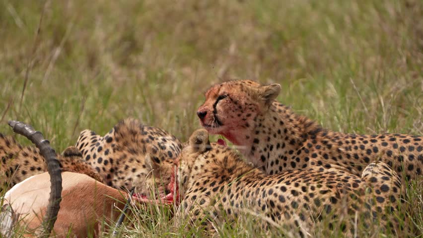 Exclusive Safari Wildlife Clip of Blood Covered Cheetah Maintaining Vigilance After Hunt