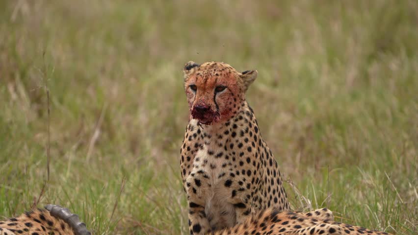Wild African Cheetah Portrait With Fresh Blood Around Mouth After Consuming Prey
