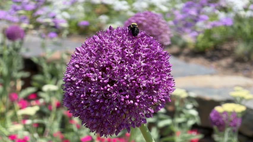 Giant Allium purple spherical flower bloom  with a bee buzzing around it