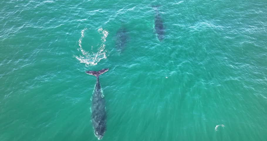 Top down aerial views of Humpback Whales swimming together in shallow waters off the coast of northern New South Wales