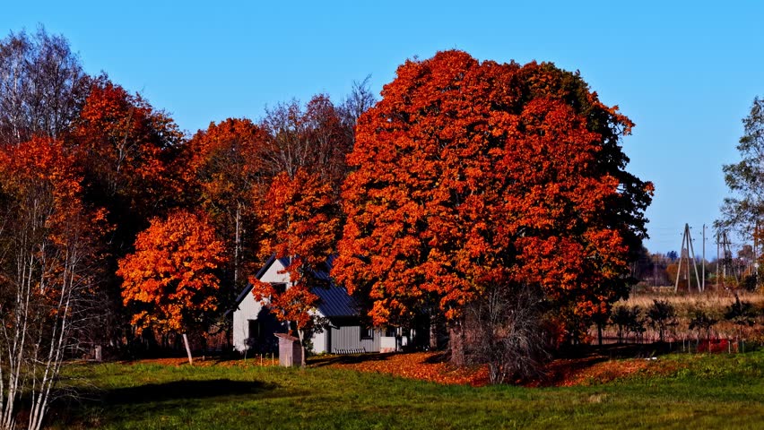 Slow ascending drone view of a countryside house surrounded by vivid red autumn trees, fallen leaves, open fields and a distant water area.