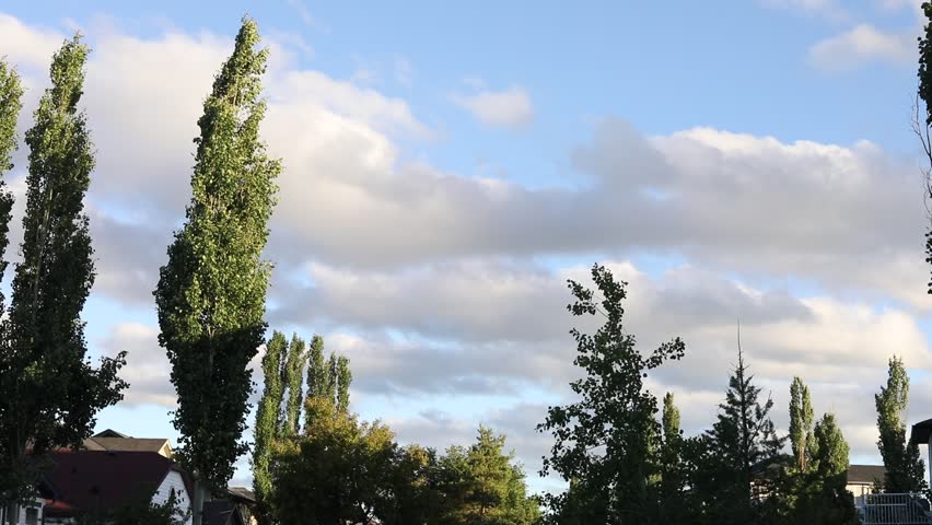 landscape with green grass walk park evening