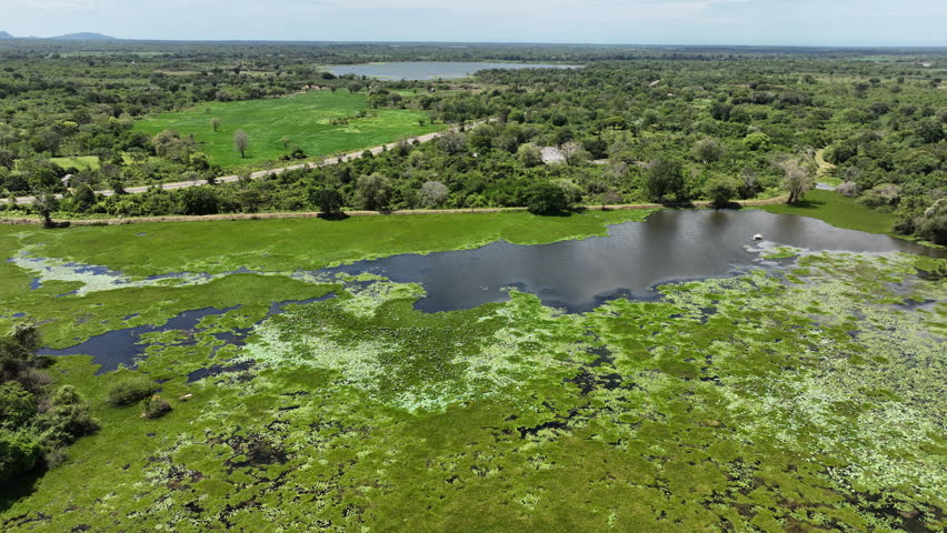 Aerial drone footage over a rural tank with green wetlands, trees, and open countryside in Sri Lanka, ideal for nature, travel, tourism, agriculture, and environmental projects.