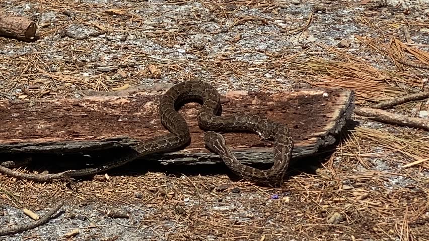 Snake still moving after its head has been crushed