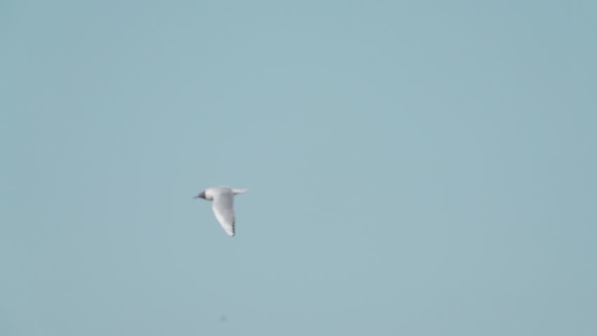 A seagull (Laridae) in flight. 