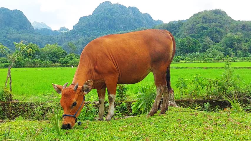 A cow eats grass on the edge of a rice field